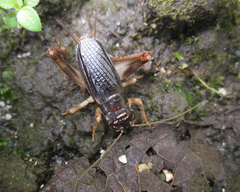 Anurogryllus