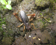 Anurogryllus