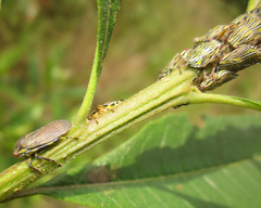 Aetalion reticulatum