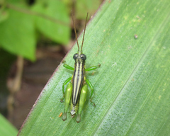 Syntomacris guttulosa