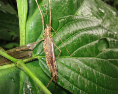 Teleutias