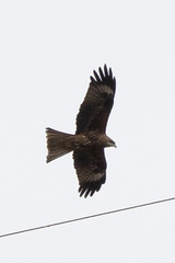 Milvus migrans
