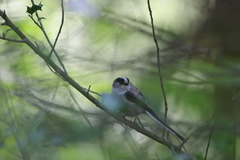 Aegithalos caudatus