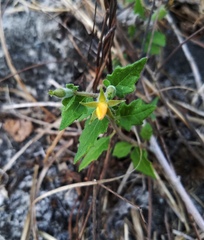 Mentzelia lindheimeri
