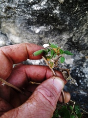 Mentzelia lindheimeri