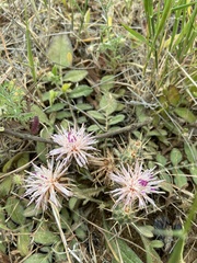 Centaurea raphanina raphanina