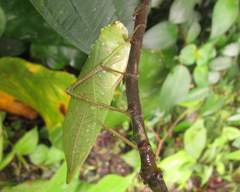 Stilpnochlora incisa