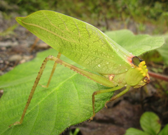 Stilpnochlora incisa