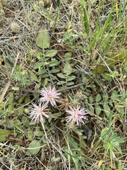 Centaurea raphanina raphanina