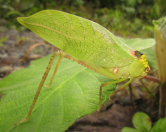 Stilpnochlora incisa