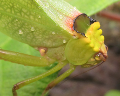 Stilpnochlora incisa
