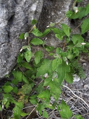 Mentzelia lindheimeri