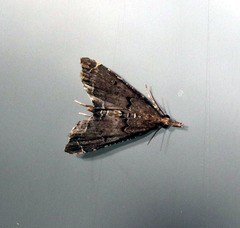 Diplopseustis