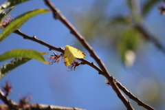 Opisthograptis luteolata