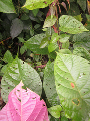 Ipomoea philomega