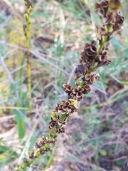 Chlorophytum bowkeri