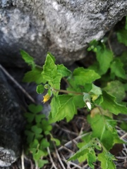 Mentzelia lindheimeri