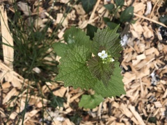 Alliaria petiolata