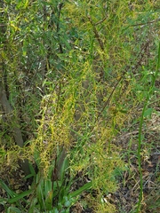 Bowiea volubilis