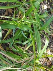 Chlorophytum bowkeri