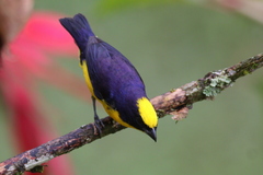 Thick-Billed Euphonia photo 5