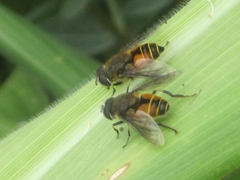Eristalis bogotensis