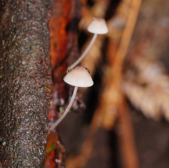 Mycena austrofilopes
