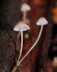 Mycena austrofilopes
