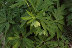 Helleborus dumetorum