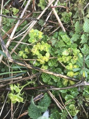 Chrysosplenium oppositifolium