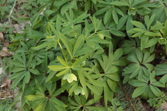 Helleborus dumetorum
