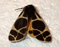 Arctia flavia