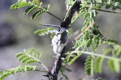 Monophlebidae