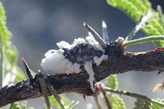 Monophlebidae