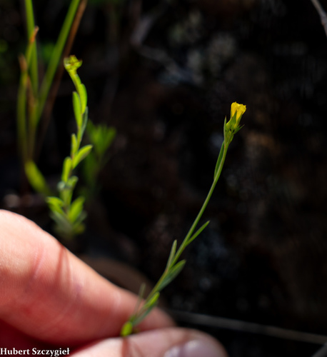 Linum trigynum observed 2021-03-20
