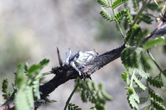 Monophlebidae