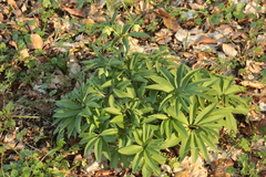 Helleborus dumetorum