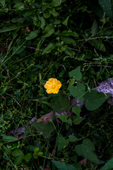 Abutilon sonneratianum