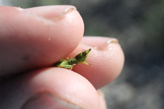 Bootettix argentatus