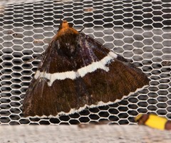 Buzara frontinus