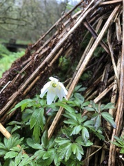 Anemonoides nemorosa