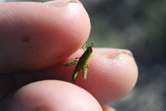 Bootettix argentatus