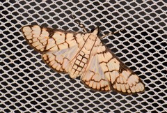 Aphytoceros lucusalis