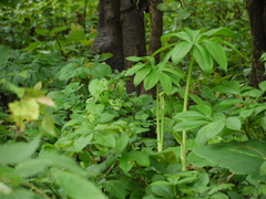 Arisaema tortuosum