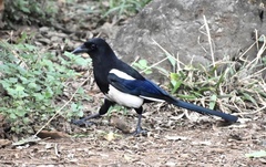 Pica serica