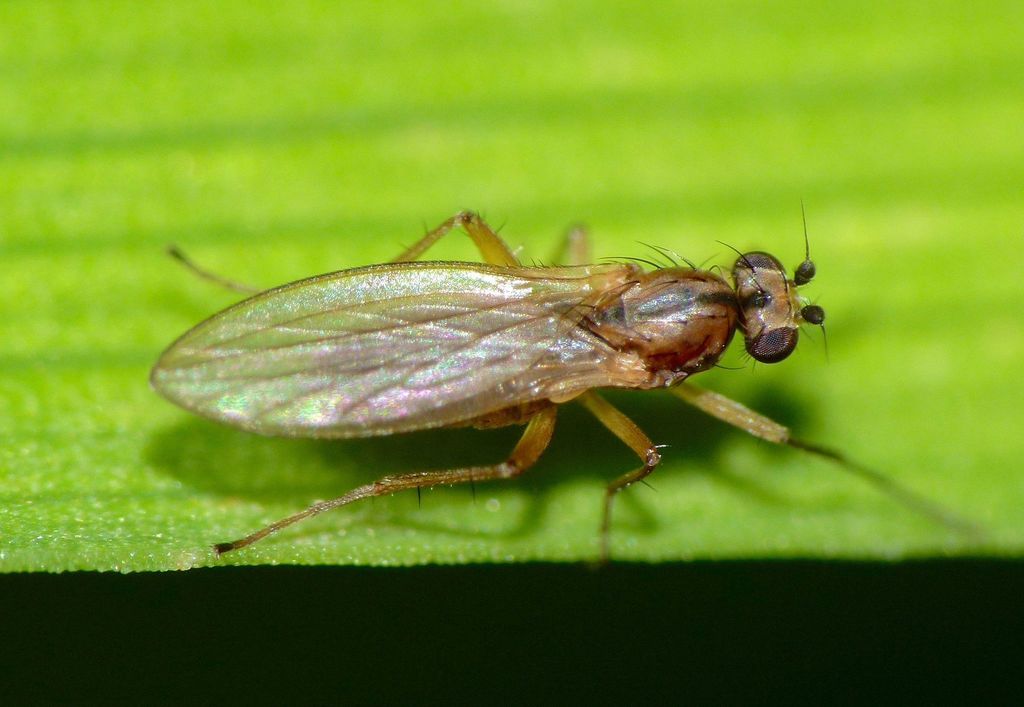 Small Grass Fly