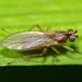 Small Grass Fly - Photo (c) Steve Kerr, some rights reserved (CC BY), uploaded by Steve Kerr