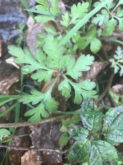 Geranium robertianum