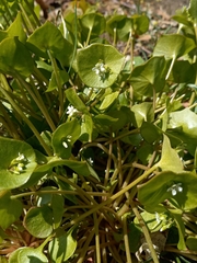 Claytonia perfoliata