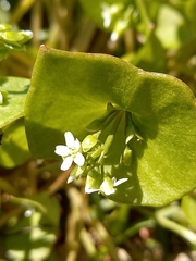 Claytonia perfoliata
